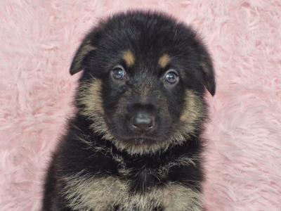 German Shepherd puppies in Clare