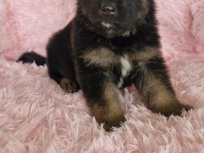 German Shepherd puppies in Clare