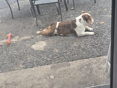 IKC Registered female British Bulldog 22 months old in Galway
