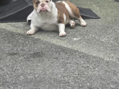 IKC Registered female British Bulldog 22 months old in Galway