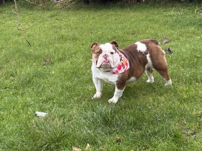 IKC Registered female British Bulldog 22 months old in Galway