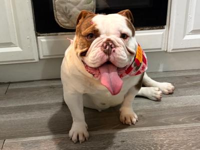 IKC Registered female British Bulldog 22 months old in Galway