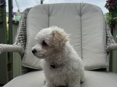 2 Maltipoochon female puppies in Limerick