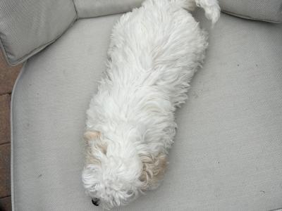 2 Maltipoochon female puppies in Limerick