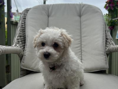 2 Maltipoochon female puppies in Limerick