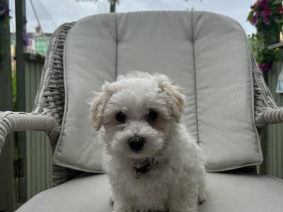 2 Maltipoochon female puppies in Limerick