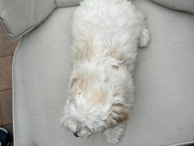 2 Maltipoochon female puppies in Limerick