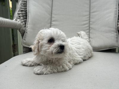 2 Maltipoochon female puppies in Limerick