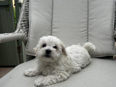 2 Maltipoochon female puppies in Limerick