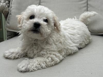 2 Maltipoochon female puppies in Limerick