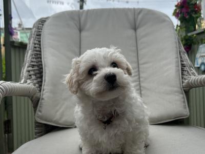 2 Maltipoochon female puppies in Limerick