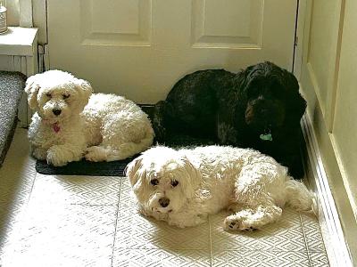 2 Maltipoochon female puppies in Limerick