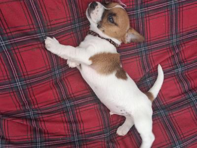 Jack Russell puppies, Bruno, Rosie and Jim in Cork