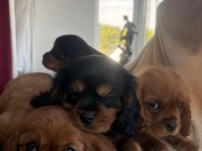 Beautiful Cavalier King Charles puppies in Donegal