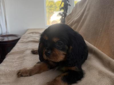 Beautiful Cavalier King Charles puppies in Donegal