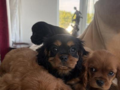 Beautiful Cavalier King Charles puppies in Donegal