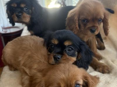 Beautiful Cavalier King Charles puppies in Donegal