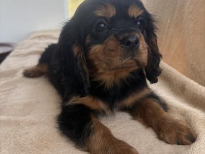Beautiful Cavalier King Charles puppies in Donegal