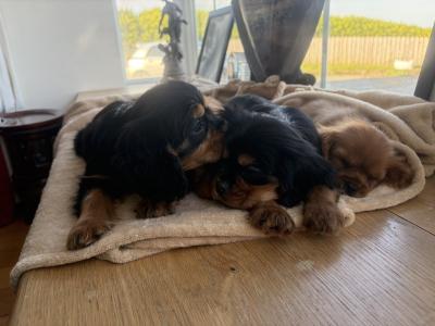 Beautiful Cavalier King Charles puppies in Donegal