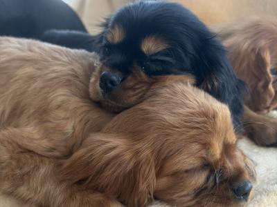 Beautiful Cavalier King Charles puppies in Donegal