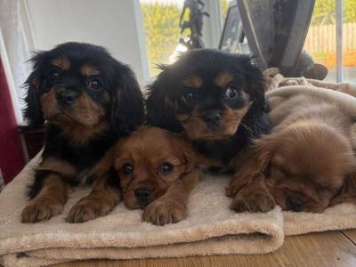 Beautiful Cavalier King Charles puppies in Donegal