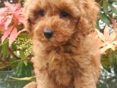 Stunning litter of Malshi Puppies available in Cavan