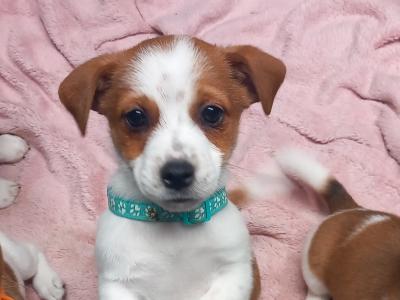 Jack Russell puppies in Wexford