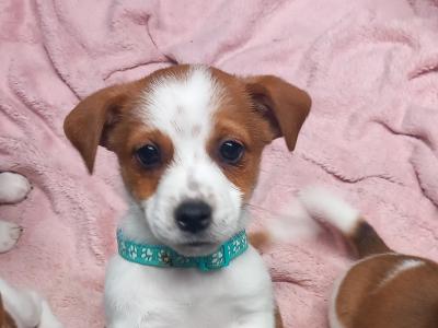 Jack Russell puppies in Wexford