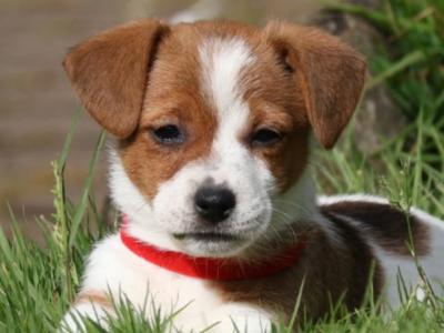 Jack Russell puppies in Wexford