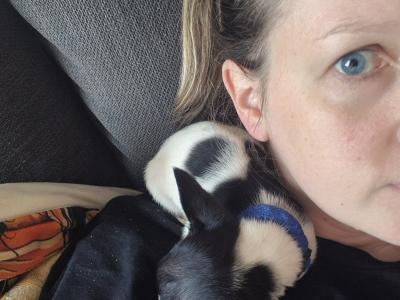 Tiny male Chihuahua puppy, 4 months old in Wexford