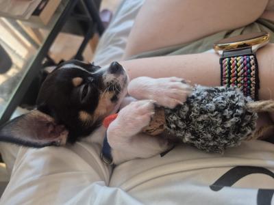 Tiny male Chihuahua puppy, 4 months old in Wexford