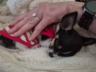 Tiny male Chihuahua puppy, 4 months old in Wexford