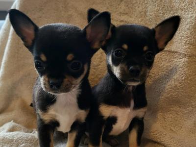 Chihuahua puppies in Dublin