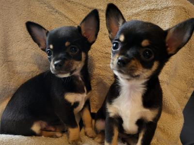 Chihuahua puppies in Dublin