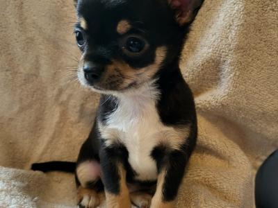 Chihuahua puppies in Dublin