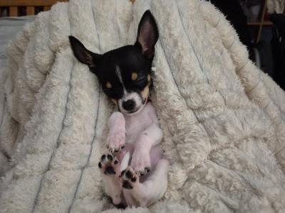 Tiny male Chihuahua puppy, 4 months old in Wexford