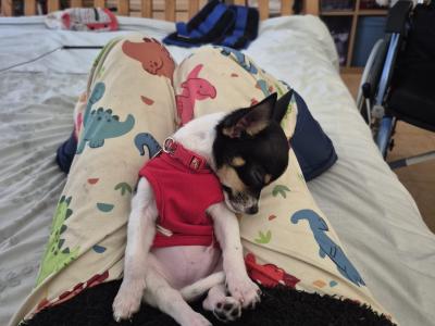 Tiny male Chihuahua puppy, 4 months old in Wexford
