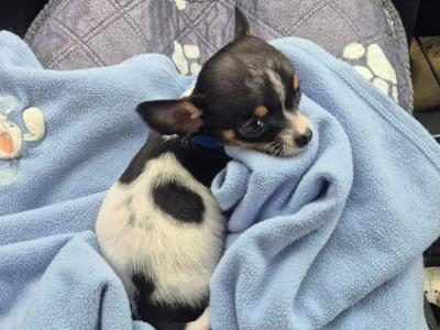 Tiny male Chihuahua puppy, 4 months old in Wexford