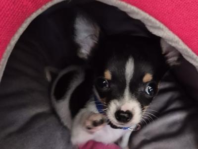 Tiny male Chihuahua puppy, 4 months old in Wexford