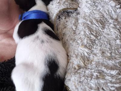 Tiny male Chihuahua puppy, 4 months old in Wexford