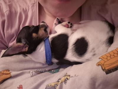 Tiny male Chihuahua puppy, 4 months old in Wexford