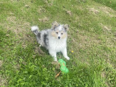 IKC Registered male Shetland Sheepdog puppy in Cork