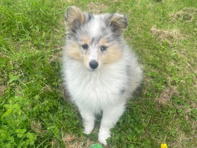 IKC Registered male Shetland Sheepdog puppy in Cork