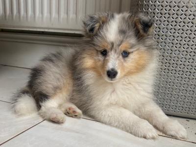 IKC Registered male Shetland Sheepdog puppy in Cork