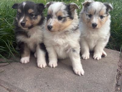 IKC Registered male Shetland Sheepdog puppy in Cork