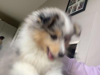 IKC Registered male Shetland Sheepdog puppy in Cork