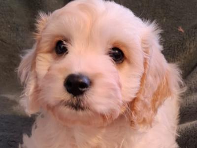 Lovely affectionate Cavachon puppies