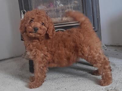 Miniature Poodle puppies in Wexford