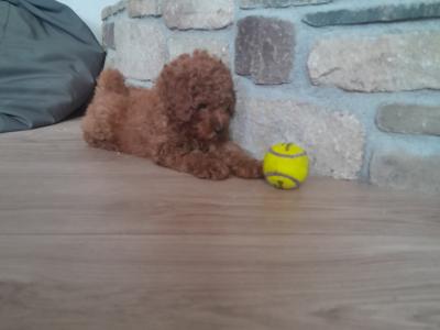 **1 pup left** Miniature Poodle Puppies in Wexford