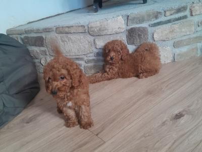 **1 pup left** Miniature Poodle Puppies in Wexford